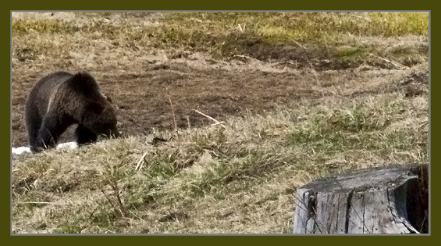 Yellowstone Grizzly Bear taken Saturday, April 14th, 2012 ~ © Copyright All Rights Reserved John William Uhler